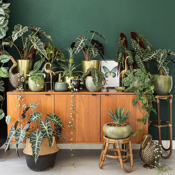 plantas dentro de casa