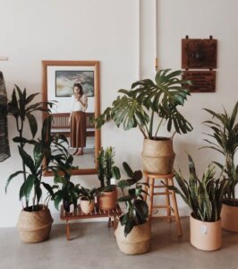 plantas dentro de casa